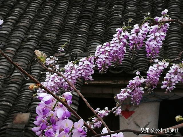 紫藤花的养殖方法，说穿一点也不难，三个硬核技术