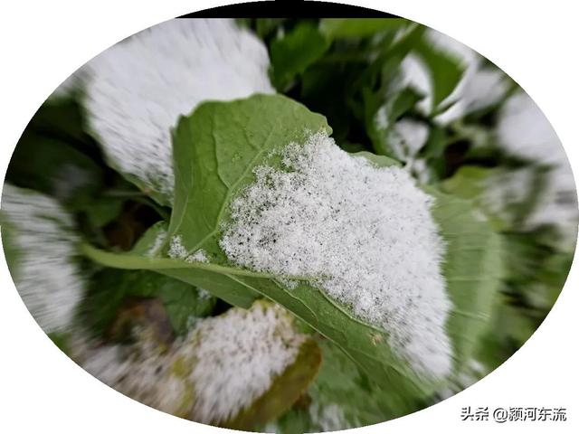 人生如雪，来去清白