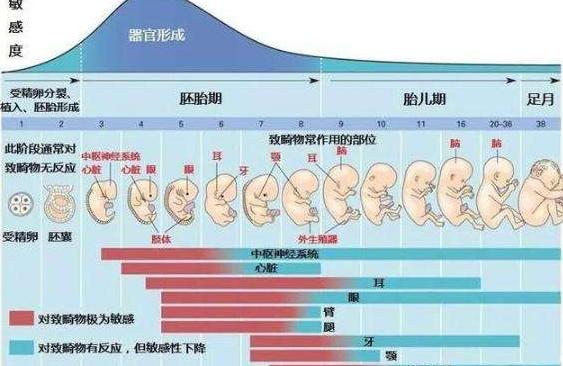 纪夏浮梦|胎宝待在妈妈肚子里10个月，但只在这3周发育智力，孕妈别错过
