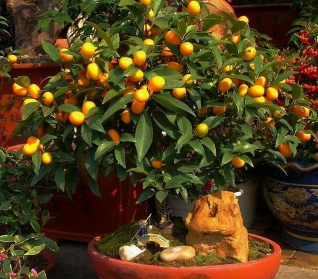 能开花也能结果，3种花养在家里，真不赖