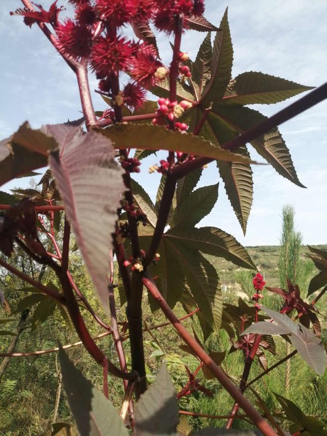 醉人的金色——秋收时节