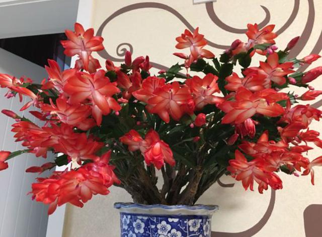 家庭养这5种花要“低矮”生长，长高就“变丑”，舍得修剪开花美