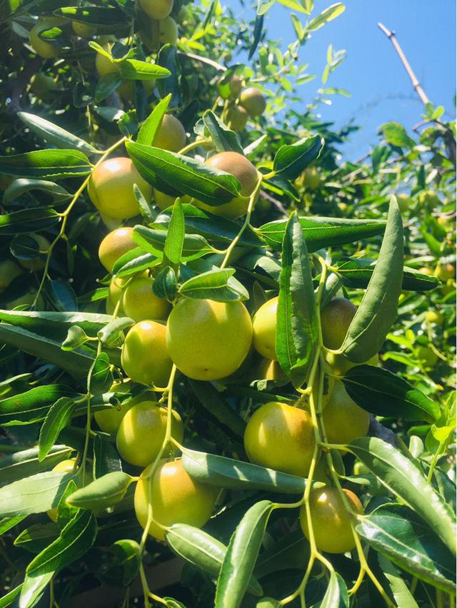 家里有个小院子，适合种3种果树，赏花赏果两不误