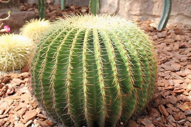 这3种植物特别霸气，听说能镇宅，带来好运