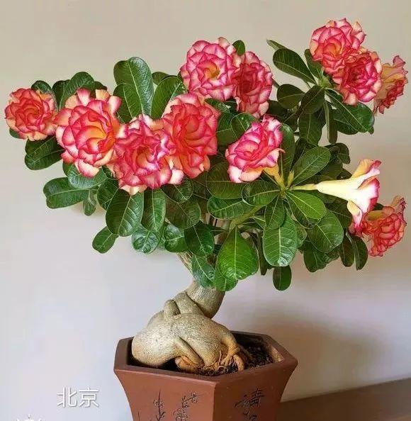 长寿花|这花就得饿着养，盆小水少，叶子越剪长得越旺！