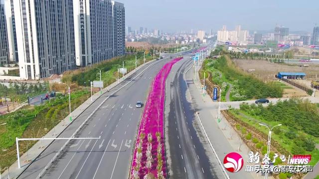 趣旅游@芝樱花海，为新泰“织”起“彩色地毯”！