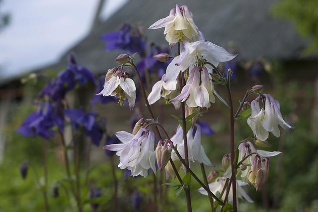 欧耧斗菜 Aquilegia vulgaris