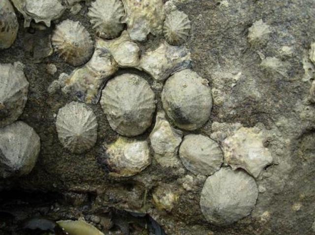 有些海鲜不能“以貌取人”，虽然“丑”，但是很鲜美，就是有点贵