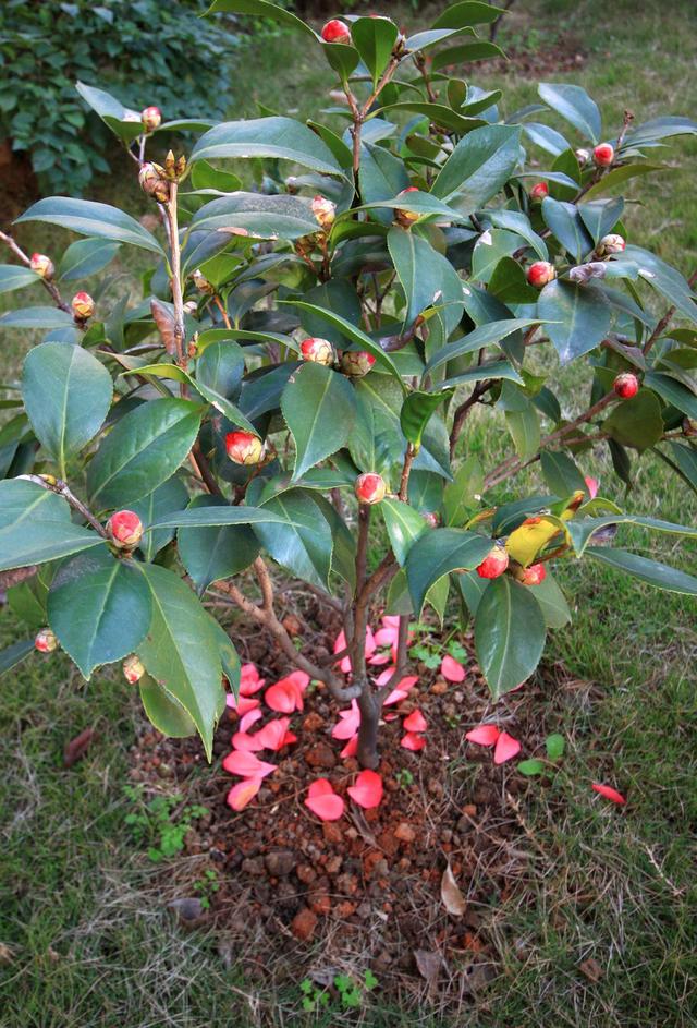 11月养盆“喜冷花”，再冷也有花看，花团锦簇，美如画