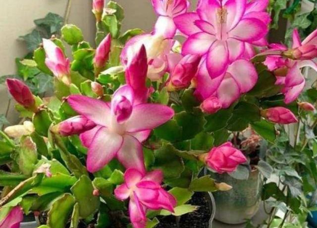 冬天养蟹爪兰，做好3点，叶子油绿，花开满盆，超漂亮