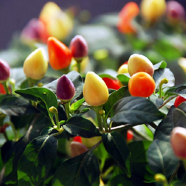 封闭阳台不能养花？才不是呢！选这几种，打造自己的小花园