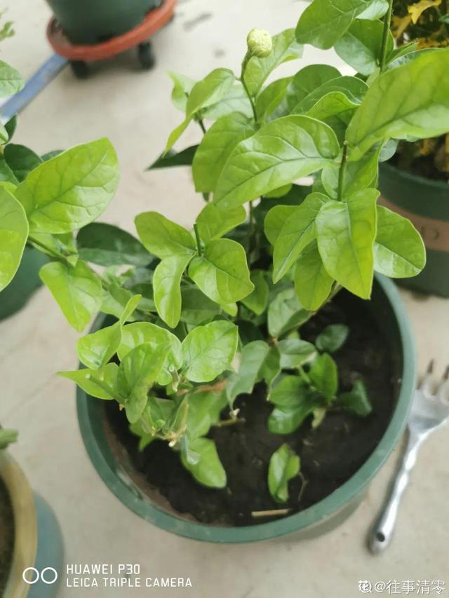 逛花市去捡漏，买了一堆长寿花，拿回来竟然全活了