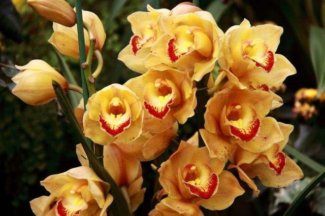 这5种花看着只能养一年，其实花期长，能养好几年，年年能开花