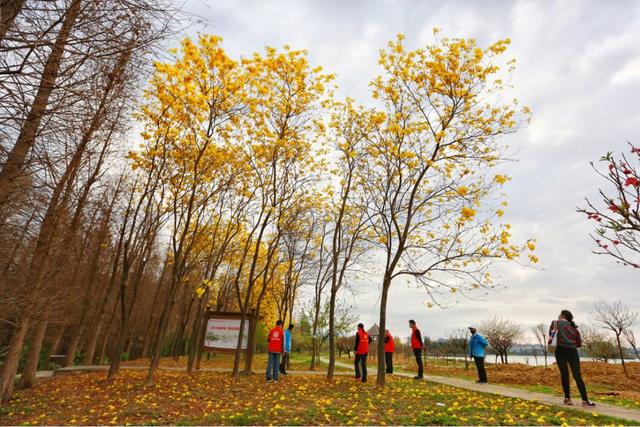 趣旅游@战“疫情” | 来星湖种下春天的希望,收获七彩的花海
