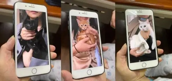 沪上小区流浪猫泛滥 对这些毛孩子，该护还是该抓？
