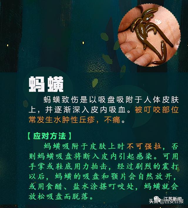 蜈蚣|被这种虫子咬一口，女子窒息身亡！被咬后千万别这样做