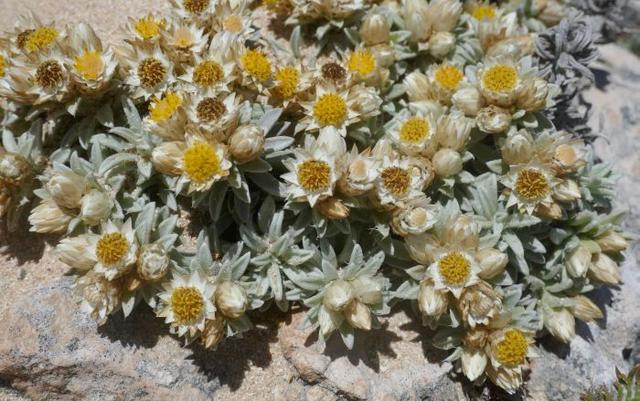 小麦秆菊 Achyranthemum sordescens