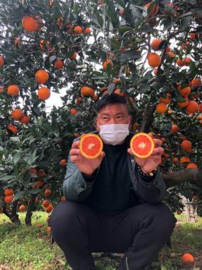 「中国青年网」阿里数字农业体系助湖北果农复工 疫后秭归首单大宗脐橙出鄂