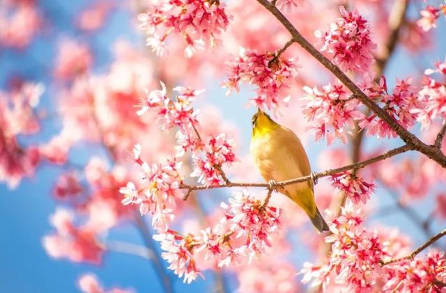 【趣旅游】春分至,福建又有知名景区将恢复开放