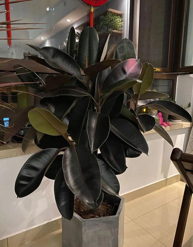 15种镇宅花，家里摆一盆，镇宅旺运超霸气