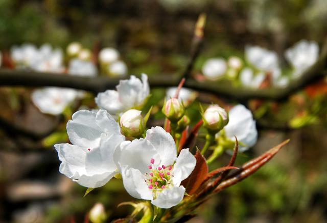 [玩乐足迹]【花开天府 安逸四川】泸州古蔺：一夜春风至 万树梨花开