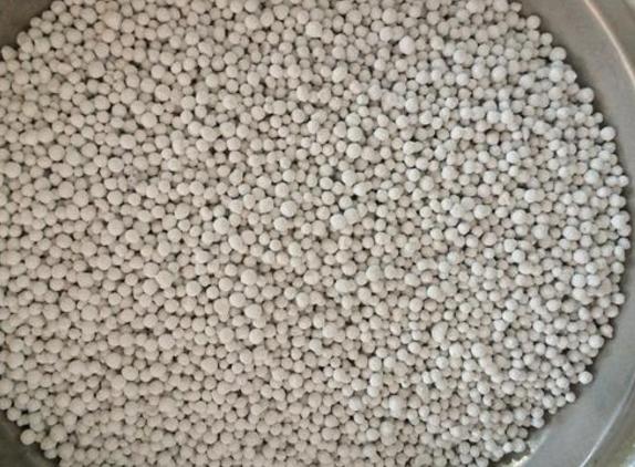 养君子兰、长寿花，盆里撒点“万能肥”，新芽猛长，呼呼开花