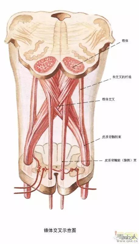 WoW，最全神经系统解剖图来了