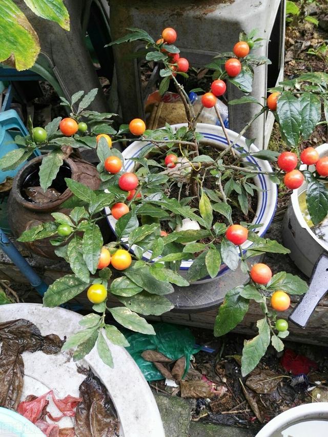 适合庭院绿化种植的花卉绿植品种，一月篇