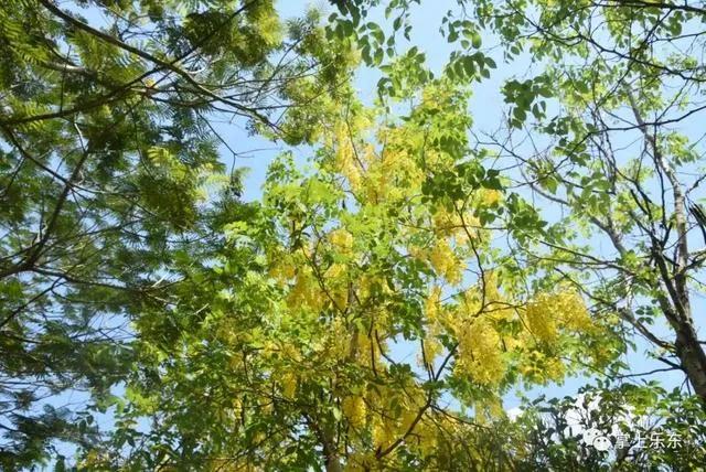 旅行柚子君■这个春天,乐东的花又开好了 趁着花期,可以出去赏花哦!