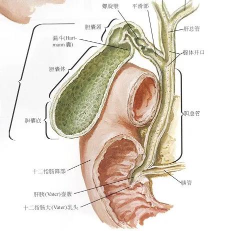 胆囊切除之后还会有胆汁吗？胆汁到底从哪里来，到哪里去？