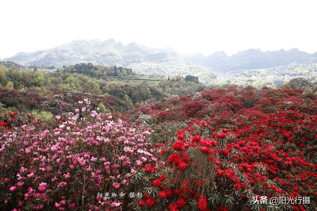[旅行百事通]中国最大最美的高山杜鹃，没有之一（原创）@头条摄影