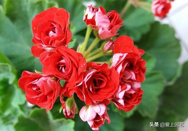 玫瑰花型天竺葵，四季开花，无病无害，堪比小玫瑰