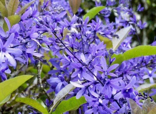 大咖分享 | 蓝色花境植物有那些？