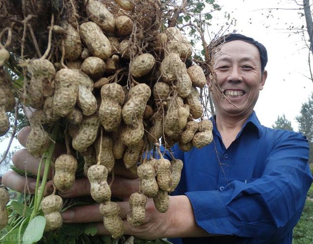 吃花生能保护心脏？营养师：3种情况吃花生没好处，早知早好