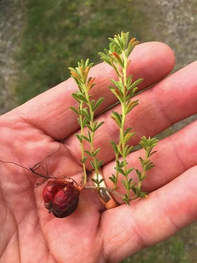 酢浆草|长发飘飘 or 纤细苗条，多毛酢浆草家族等