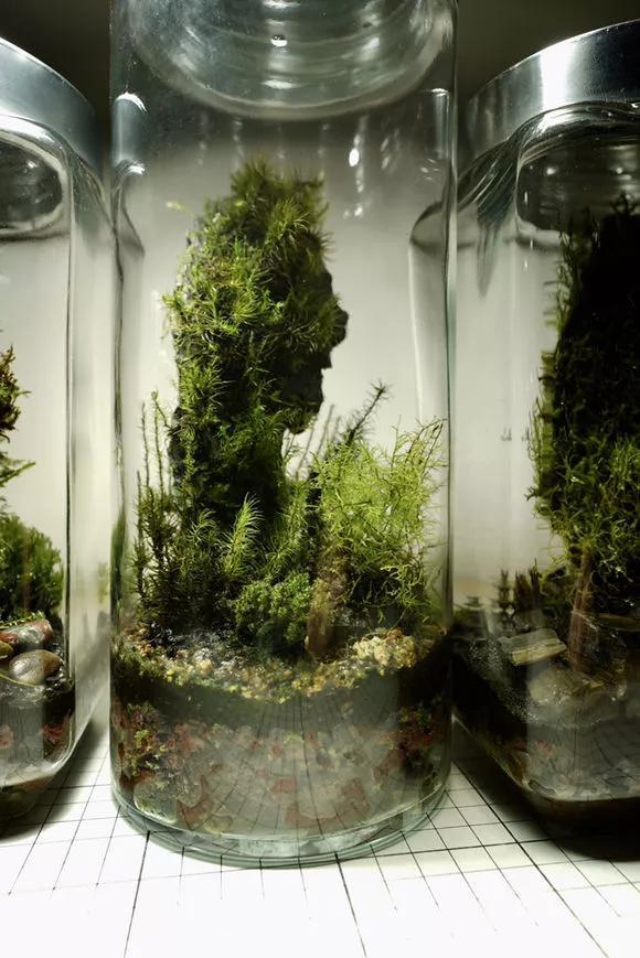 路边野草，种盆里变成值钱盆景，超好养还好看