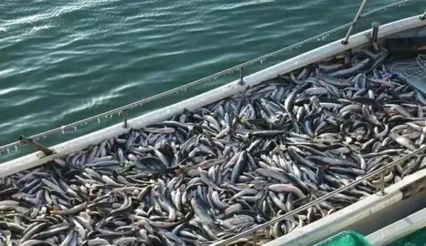 扇贝|威海春日山海滋味，等你来品