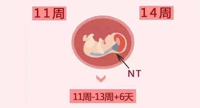 专题科普：怀孕那些事（十）