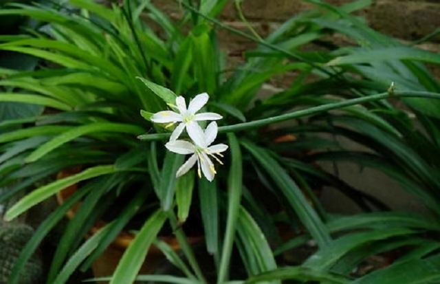 4种吸废气的净氧植株，再贵也要在家摆两盆，室内轻松变“雨林”