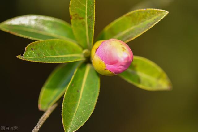 茶花掉花苞的原因，藏在一句“顺口溜”里，古人的经验，值得借鉴