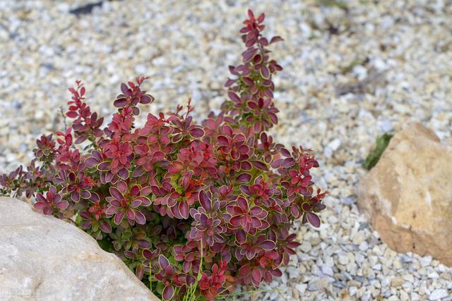 适合庭院绿化种植的花卉绿植品种，一月篇