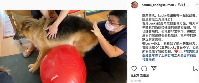 48岁郑秀文帮15岁爱犬按摩拉筋,尽职尽责陪它走完最后一程巴拉啦解说