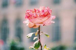 Time reveals true character, hardship reveals true feelings.