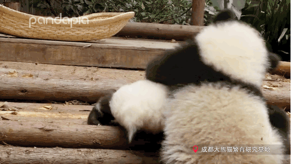 你的育儿经@抱娃有什么技巧，我怎么就抱不起来呢？
