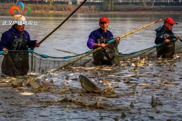 第六届沁湖鱼宴就要开始啦