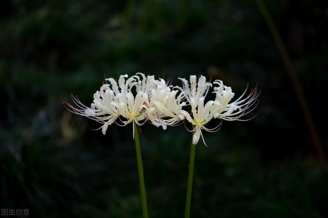 有一种剧毒的花，华佗用它创造了世界之最，“诸药不效”才可用