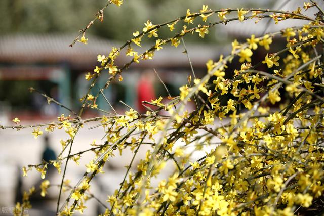 适合庭院绿化种植的花卉绿植品种，二月篇