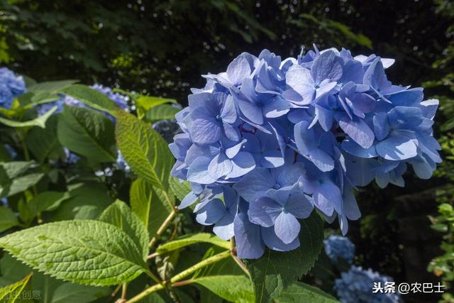 绣球花因颜色各异、花团锦簇而大受追捧，冬天会被冻死么？