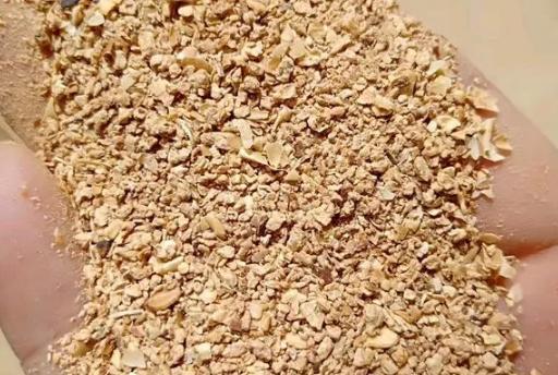 养君子兰、长寿花，盆里撒点“万能肥”，新芽猛长，呼呼开花