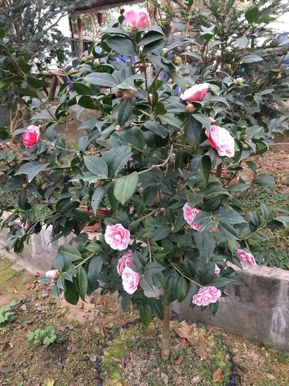 雨雪天冻不死的3种花，冬天开得旺，放家里喜庆又漂亮